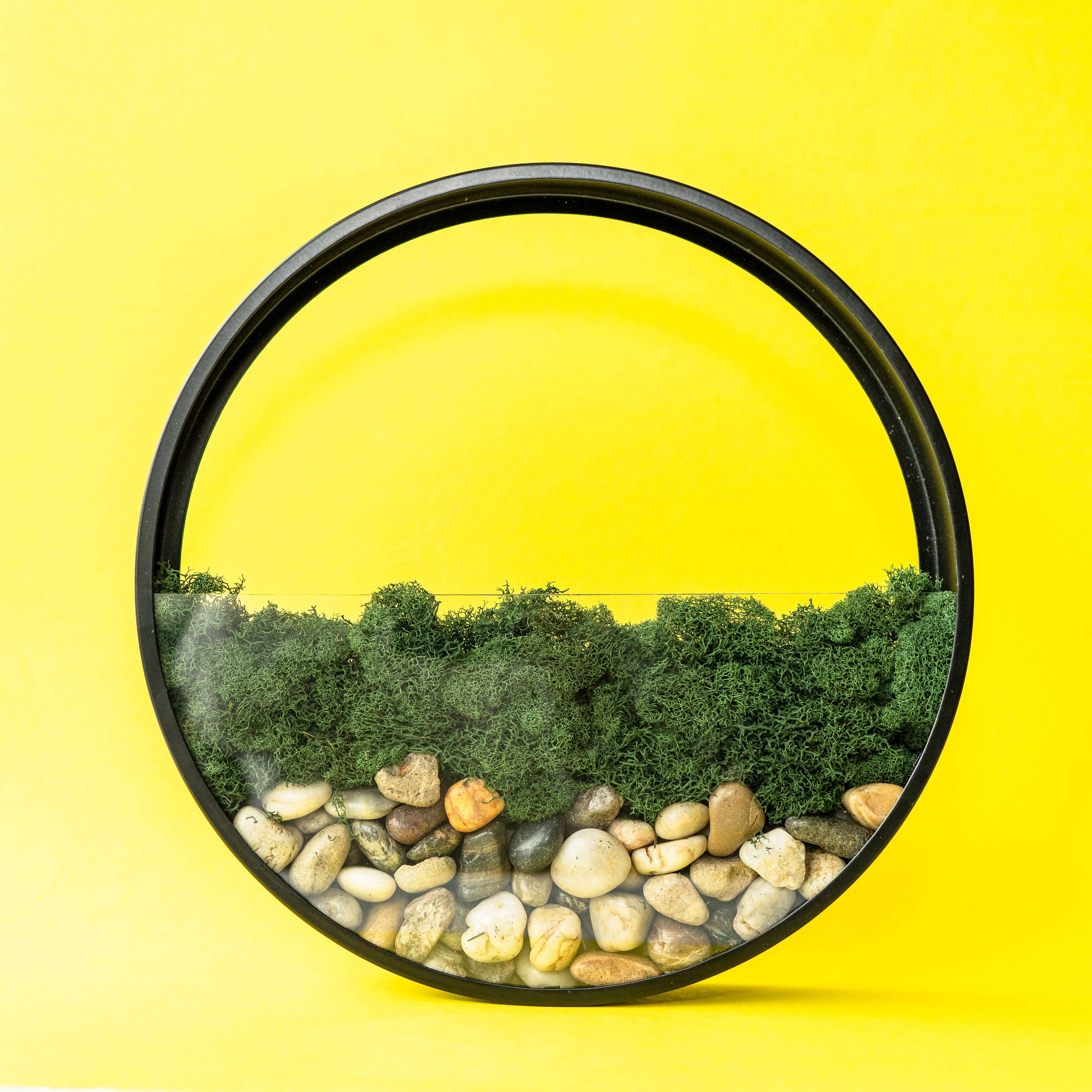 Wall Terrarium Craft Kit