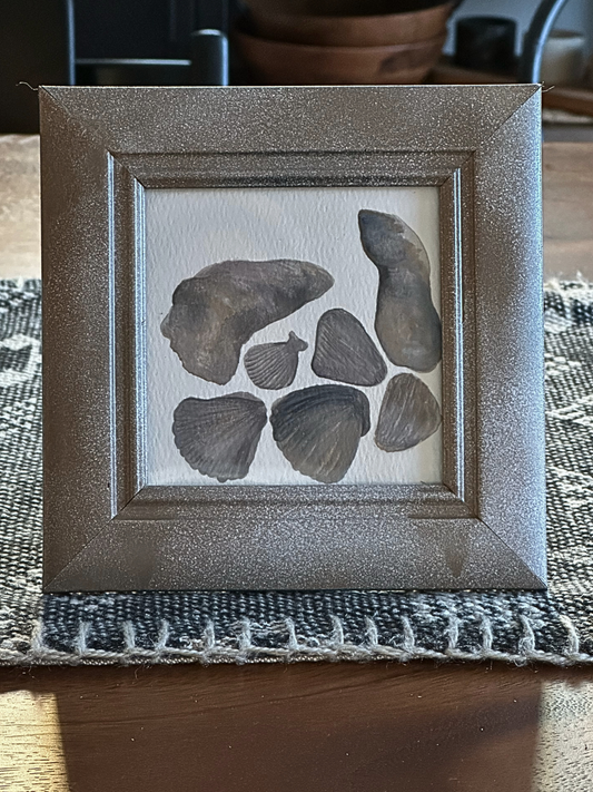 Tide Relic (Framed Shell Study)